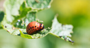 Benefits of Organic Pest Control