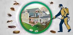 Choosing the Right Pest Control Service