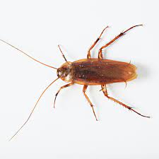 Cockroaches pest