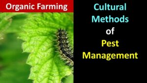 Cultural Methods for pest control