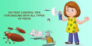 DIY Pest Control is Always Cheaper and More Effective