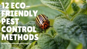 Eco-Friendly Pest Control Methods: