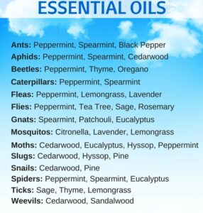 Essential Oils for Pest Control