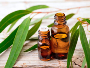 Eucalyptus Oil for pest control