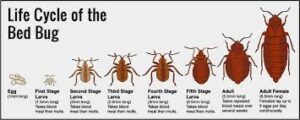 How-to-identify-and-control-bed-bug-infestations