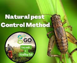 Natural pest control methods