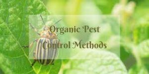 Organic Pest Control