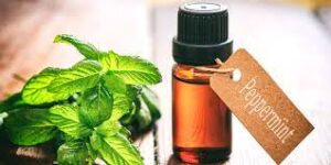 Peppermint Oil for pest control