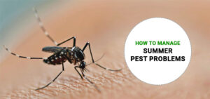  Pests are only a problem in the summer