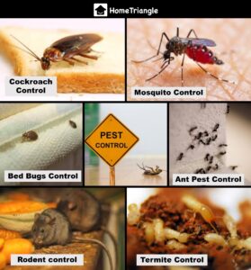 Preservation-of-pest-control_Pest-control