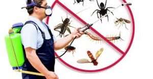 Professional Pest Control Services: