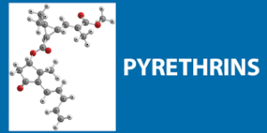 Pyrethrin