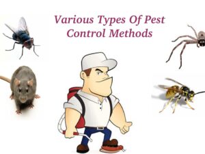 Types of Pest Control