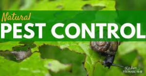 natural pest control remedies