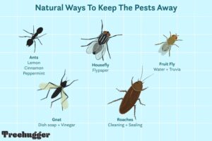 natural-ways-get-rid-insects-your-home_pest-control