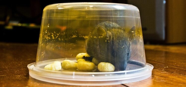 DIY Mouse Trap