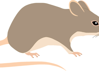 6-Ways-To-Keep-Rats-And-Mice-Away-From-Your-Home-pest-control-daily