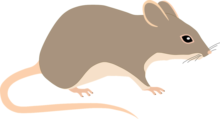 6-Ways-To-Keep-Rats-And-Mice-Away-From-Your-Home-pest-control-daily
