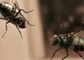 Bugs-Bugs-Everywhere-How-To-Get-Rid-Of-Flies-pest-control-review