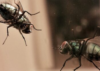 Bugs-Bugs-Everywhere-How-To-Get-Rid-Of-Flies-pest-control-review