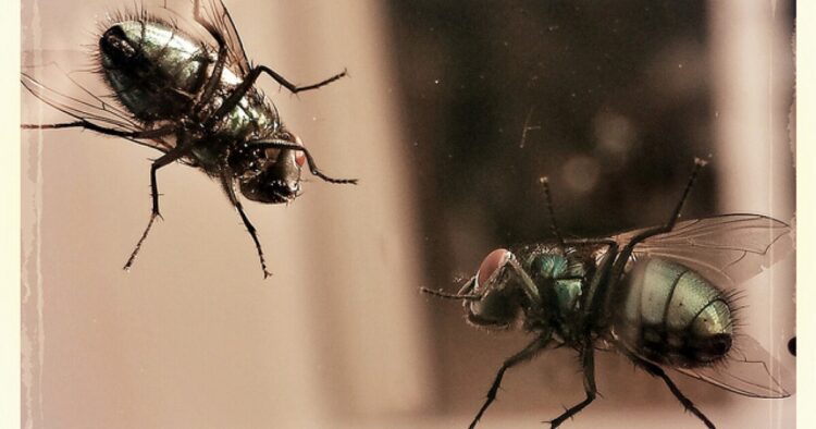 Bugs-Bugs-Everywhere-How-To-Get-Rid-Of-Flies-pest-control-review