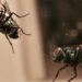 Bugs-Bugs-Everywhere-How-To-Get-Rid-Of-Flies-pest-control-review