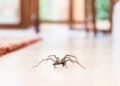 How To Get Rid Of Spiders