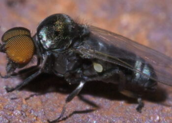 River Blindness – A Neglected Disease Transmitted by Blackflies