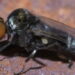 River Blindness – A Neglected Disease Transmitted by Blackflies