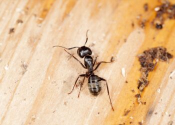 How To Kill Carpenter Ants For Free