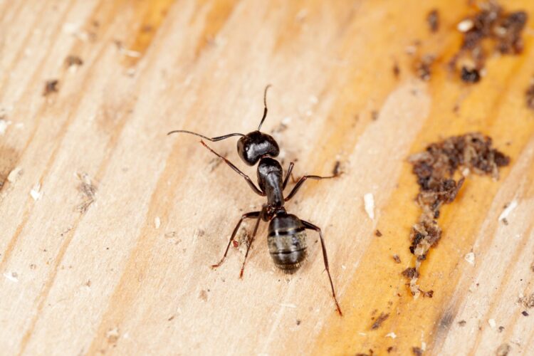 How To Kill Carpenter Ants For Free