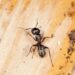 How To Kill Carpenter Ants For Free