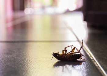 10 Pest Control Tips That Will Keep You Healthy and Safe