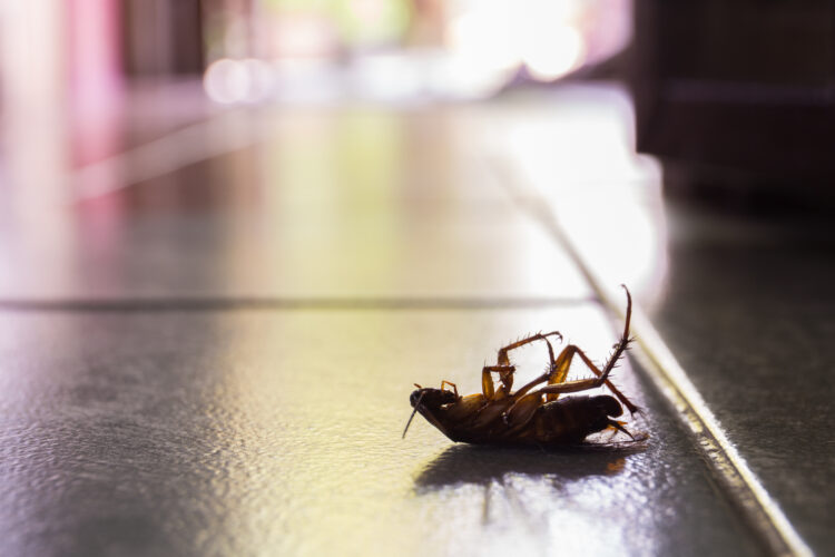10 Pest Control Tips That Will Keep You Healthy and Safe