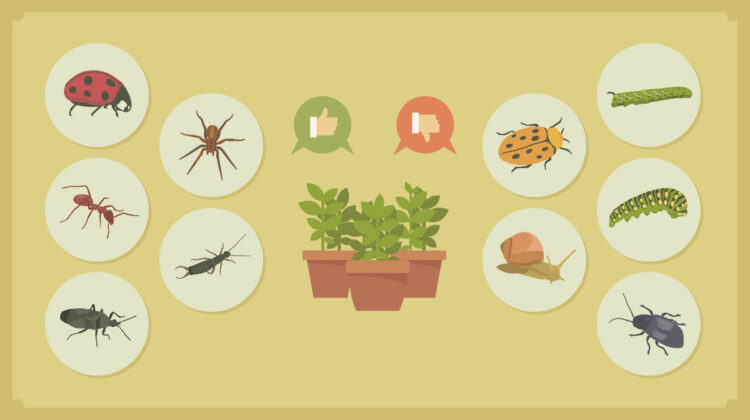 The Top 10 Plants In Your House That Can Help Get Rid Of Pests