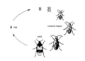 Biology and Behavior of Specific Pest Species