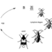 Biology and Behavior of Specific Pest Species