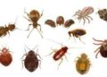 Common Household Pests Like Cockroaches, Rodents, and Bed Bugs.