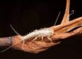 Common Pests That are Often Overlooked Silverfish and Pantry Pests.