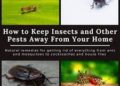 Effective Ways to Prevent Pest Infestations Before They Occur.