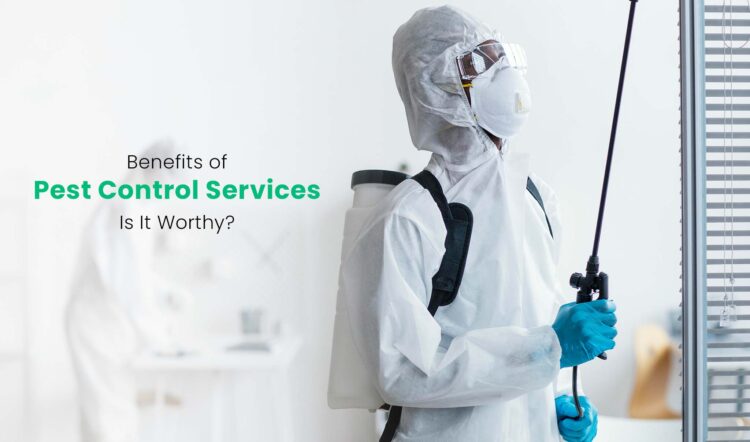 Hiring a Professional Pest Control Service