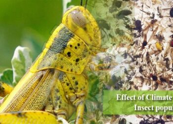 Impact of climate change on pest populations