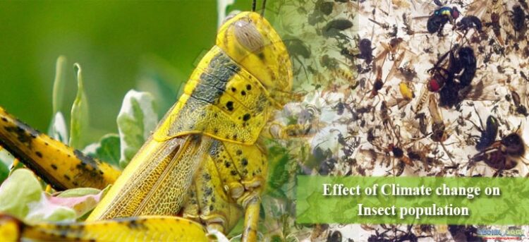 Impact of climate change on pest populations