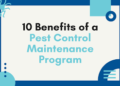Importance of Ongoing Pest Control Maintenance