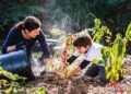 Invasive Species on Local Ecosystems