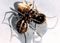Myths and Misconceptions about Spiders and Termites.