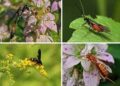 Pollinators and Other Beneficial Insects