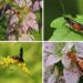 Pollinators and Other Beneficial Insects
