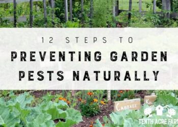 Prevent Pests from Damaging Your Crops and Gardens