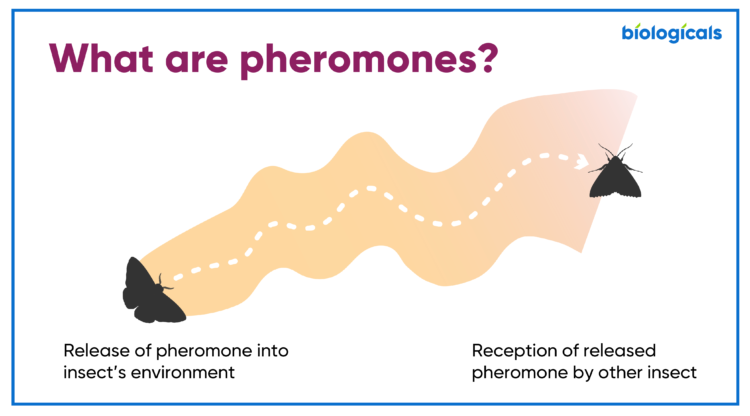 Use-of-Pheromones_Pest-control